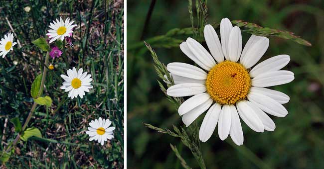 Fiche florale de la grande Marguerite