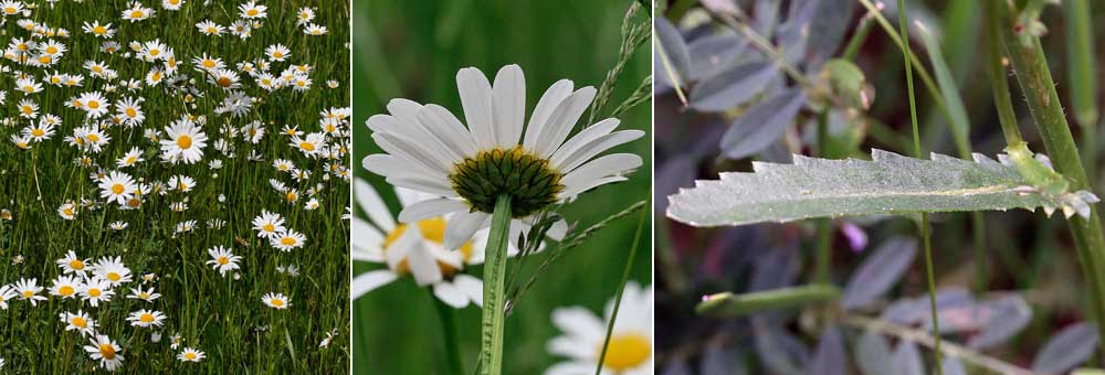 Fiche florale de la grande Marguerite