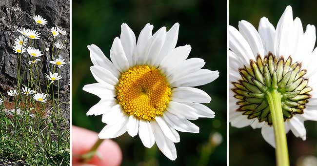 Fiche florale de la Marguerite des montagnes