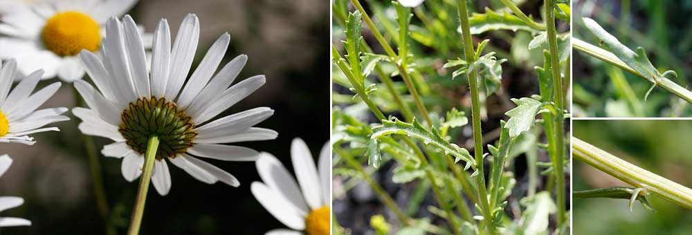 Fiche florale de la Marguerite des montagnes