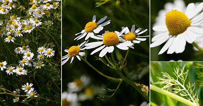 Fiche florale de la Matricaire Camomille