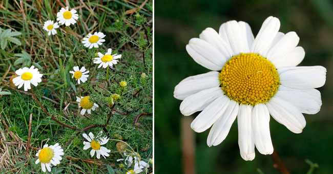 Fiche florale de la Matricaire maritime