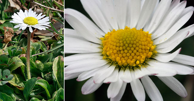 Fiche florale de la Pquerette 