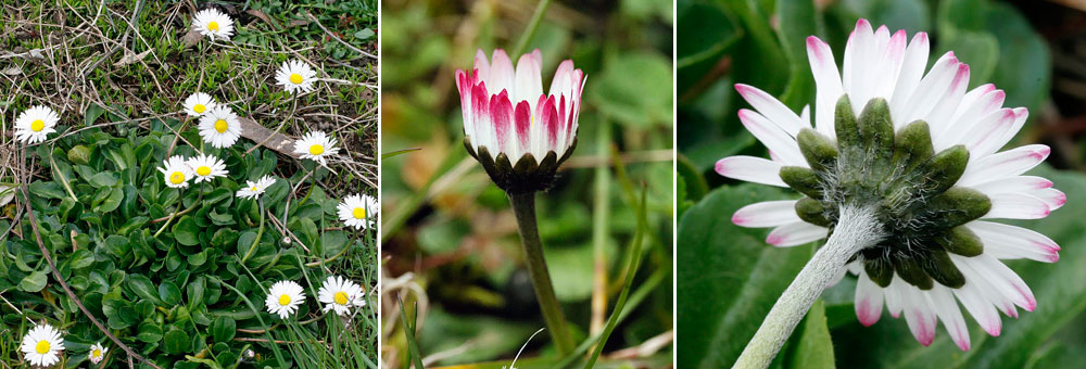 Fiche florale de la Pquerette 