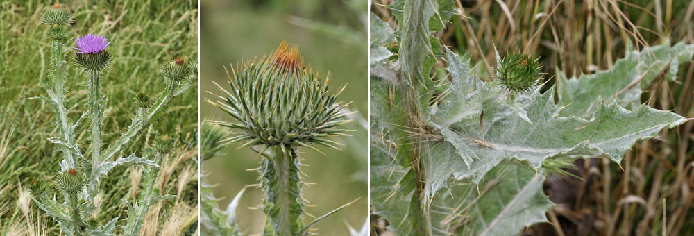 Fiche florale du Pet d'ne