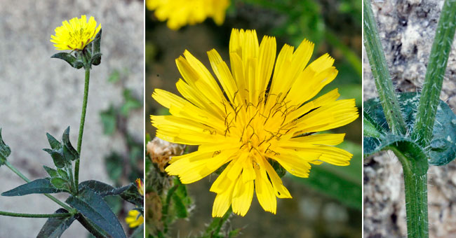 Fiche florale du Picris viprine 