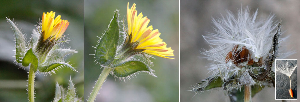 Fiche florale du Picris viprine 