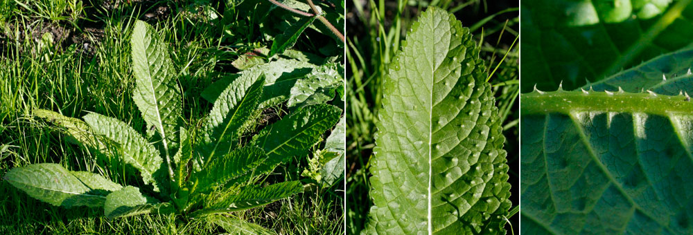 Fiche florale du Picris viprine 