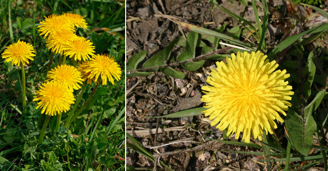 Fiche florale du Pissenlit 