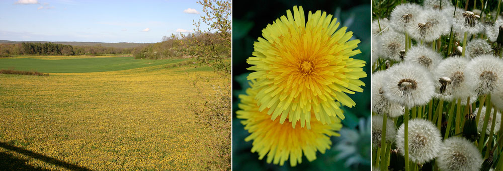 Fiche florale du Pissenlit 