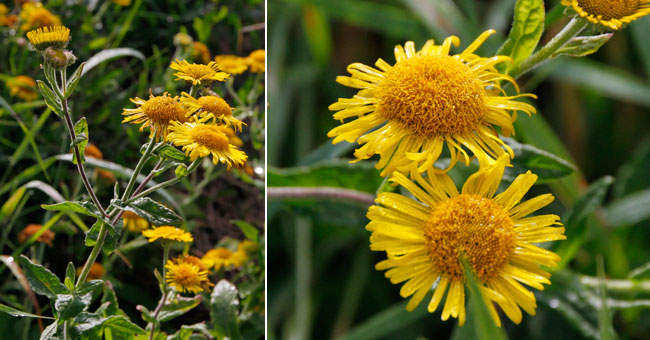 Fiche florale de la Pulicaire dysentrique 