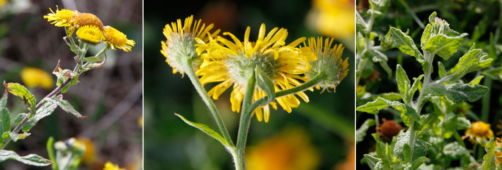 Fiche florale de la Pulicaire dysentrique 