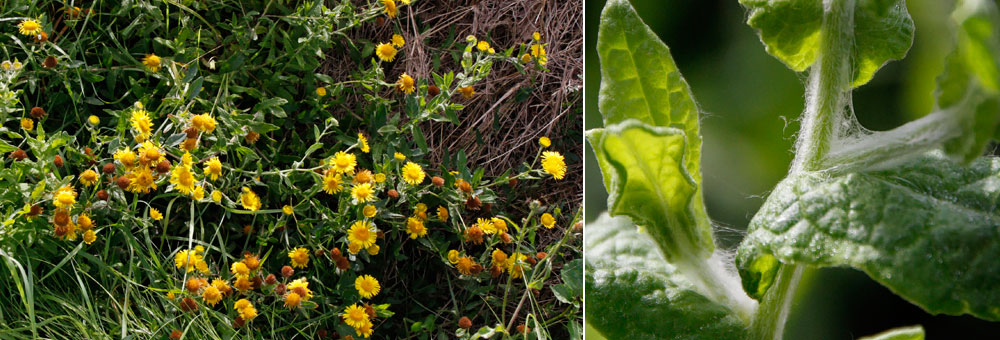 Fiche florale de la Pulicaire dysentrique 