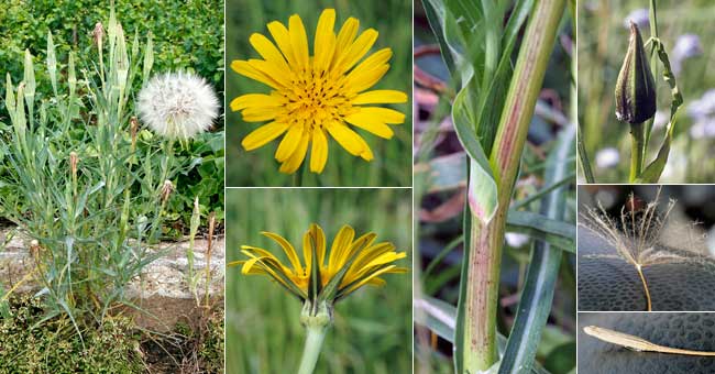 Fiche florale du Salsifis des prs