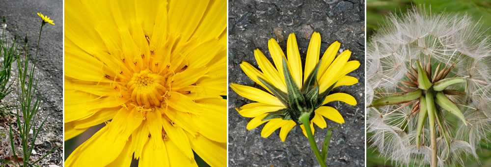 Fiche florale du Salsifis des prs