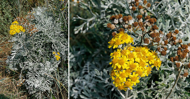 Fiche florale du Sneon cinraire 