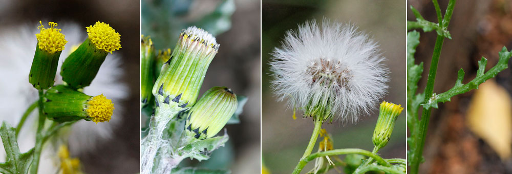 Fiche florale du Sneon commun