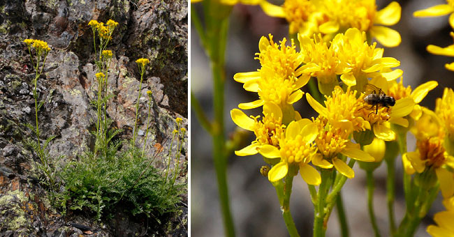 Fiche florale du Sneon  feuilles d'Adonis