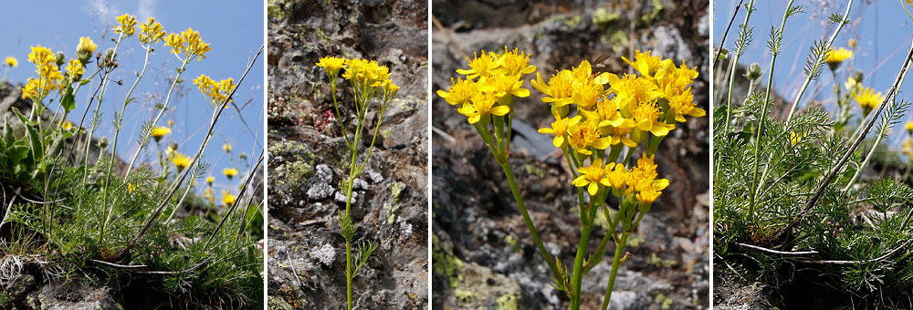 Fiche florale du Sneon  feuilles d'Adonis