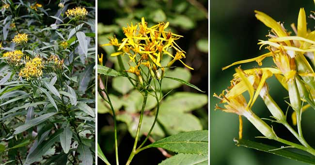 Fiche florale du Sneon de Fuchs 