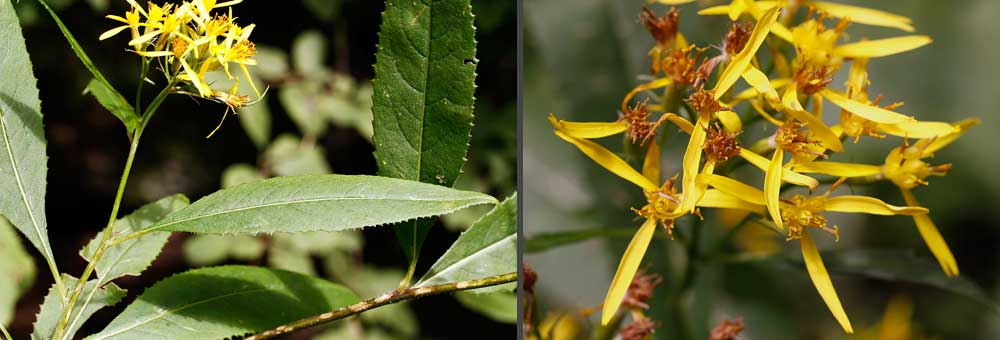 Fiche florale du Sneon de Fuchs 