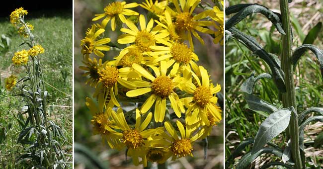 Fiche florale du Sneon des marais