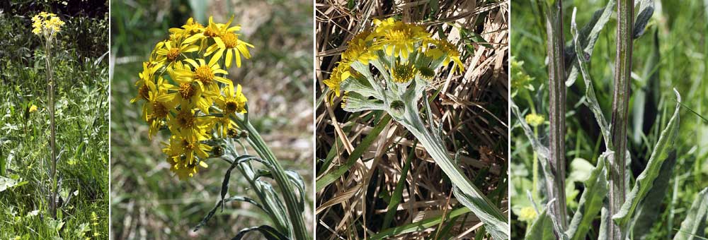 Fiche florale du Sneon des marais