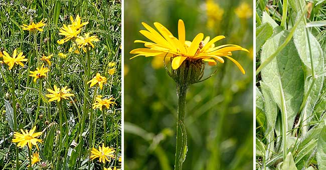 Fiche florale du Sneon des Pyrnes