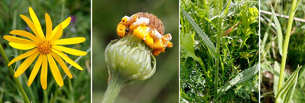 Fiche florale du Sneon des Pyrnes