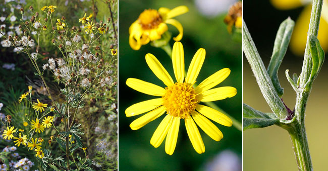 Fiche florale du Sneon  feuilles de roquette