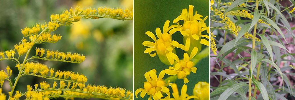 Fiche florale du Solidage du Canada