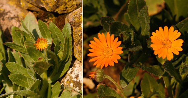 Fiche florale du Souci des champs 