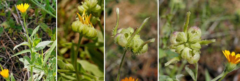 Fiche florale du Souci des champs 