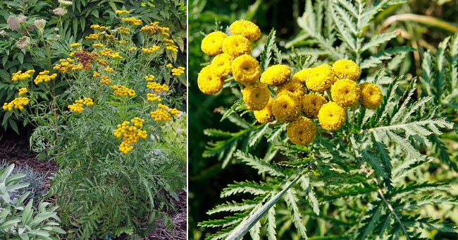 Fiche florale de la Tanaisie