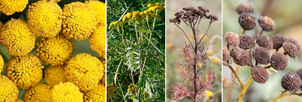 Fiche florale de la Tanaisie