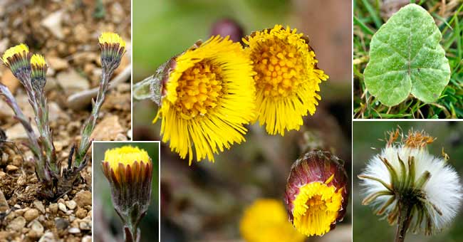 Fiche florale du Tussilage