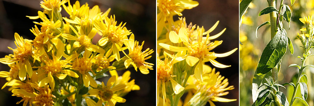 Fiche florale de la verge d'Or