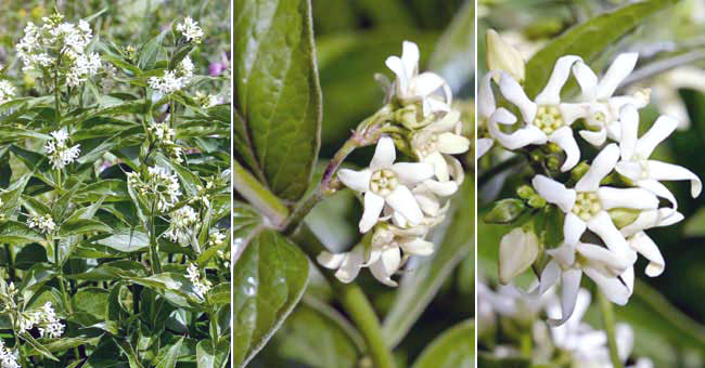 Fiche florale du Dompte-venin