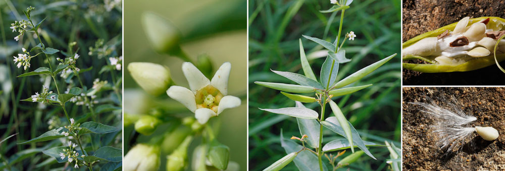 Fiche florale du Dompte-venin