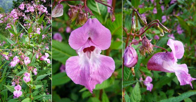 Fiche florale d la Balsamine de lHimalayae