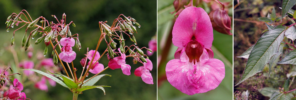 Fiche florale de la Balsamine de l'Himalaya