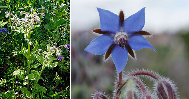 Fiche florale de la Bourrache