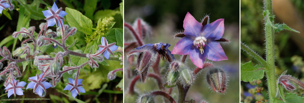 Fiche florale de la Bourrache