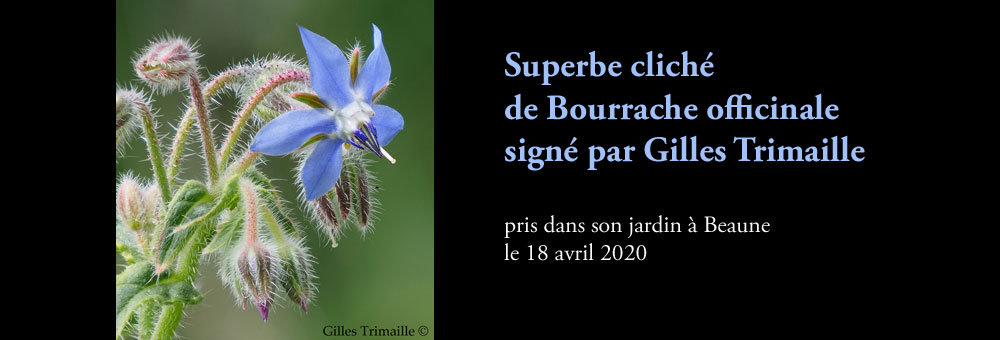 Fiche florale de la Bourrache