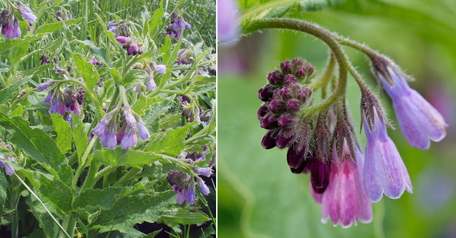 Fiche florale de la Consoude