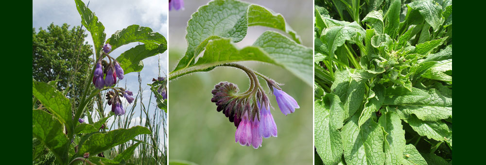 Fiche florale de la Consoude