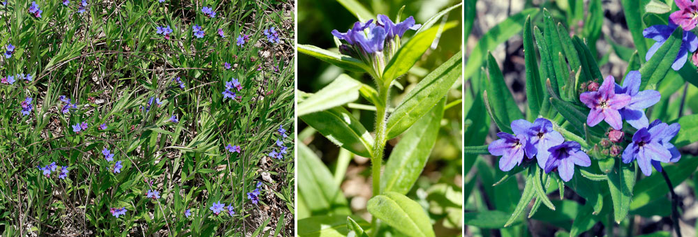 Fiche florale du Grmil pourpre-bleu