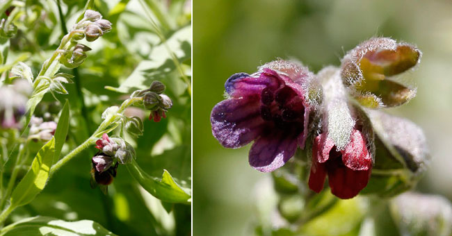 Fiche florale de la Langue de chien