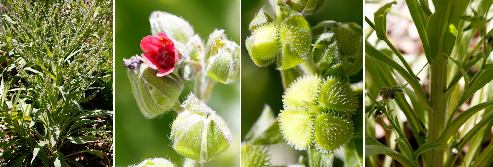 Fiche florale de la Langue de chien