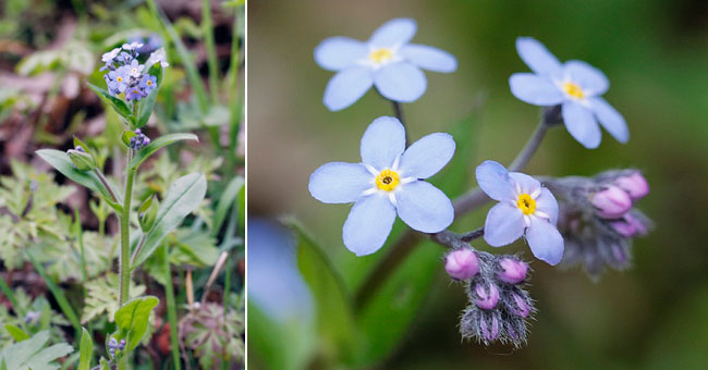 Fiche florale du Myosotis des champs